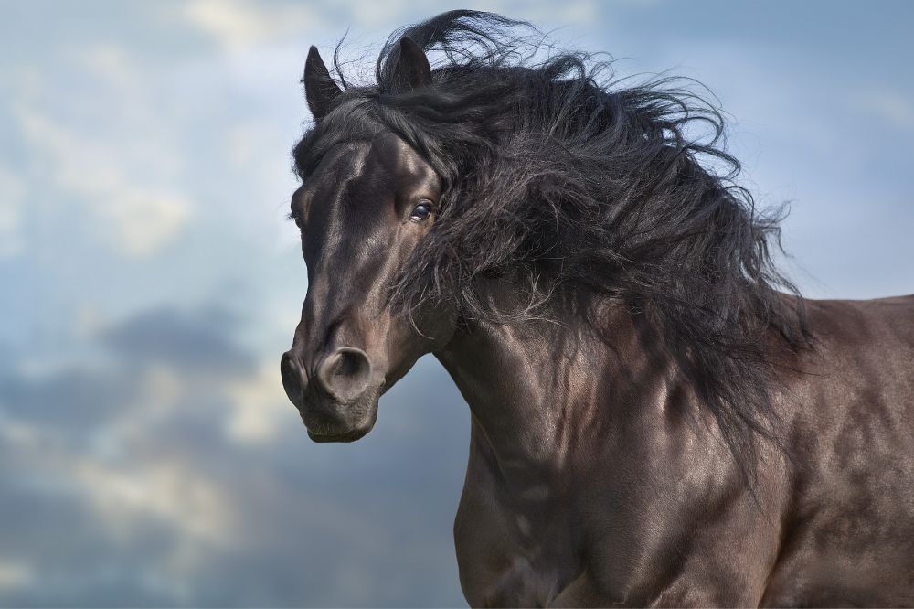 why is my horse rubbing his mane off