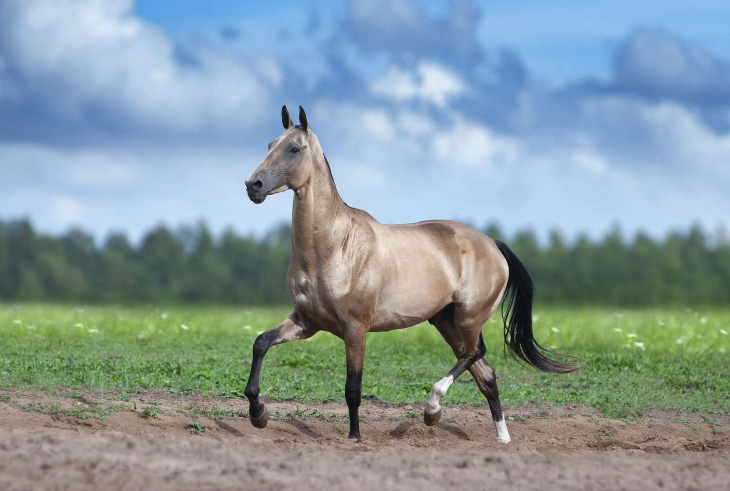 what are the rarest horse breeds