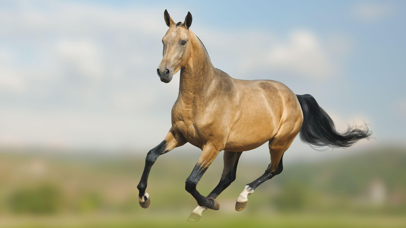 what are the rarest horse breeds