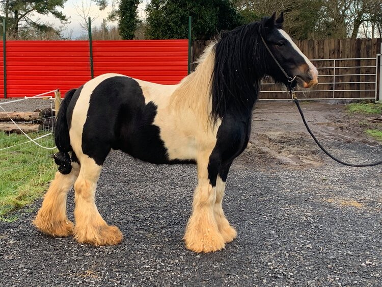 what are the cheapest horse breeds