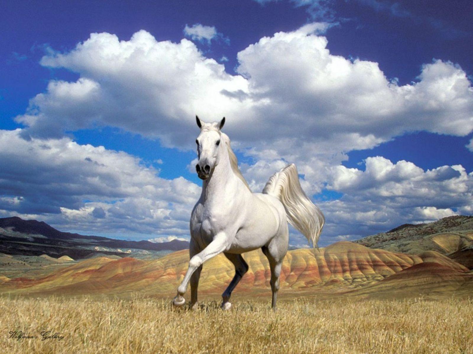 how fast can an arabian horse run