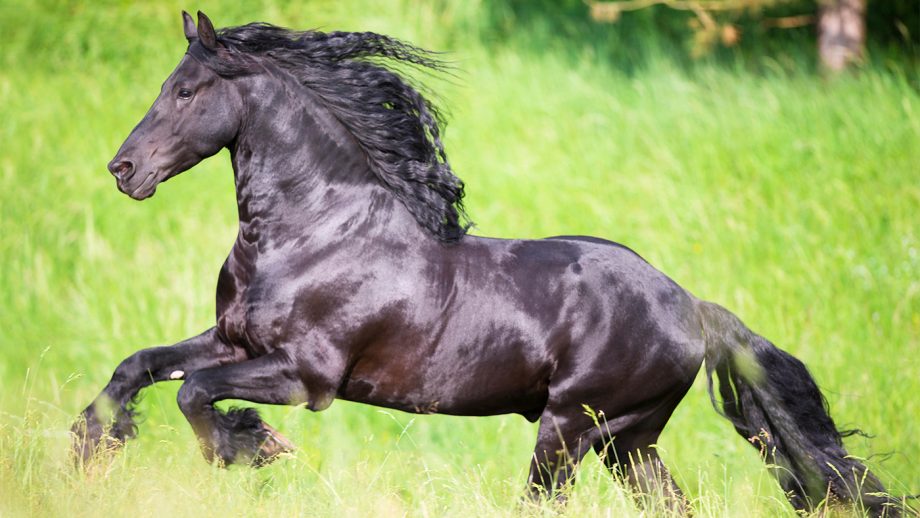 where is the friesian horse from
