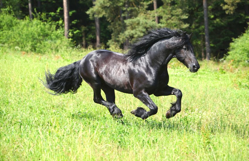 where is the friesian horse from
