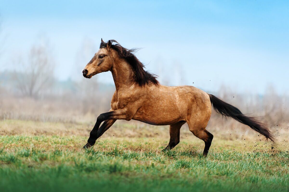 how much is a mustang horse