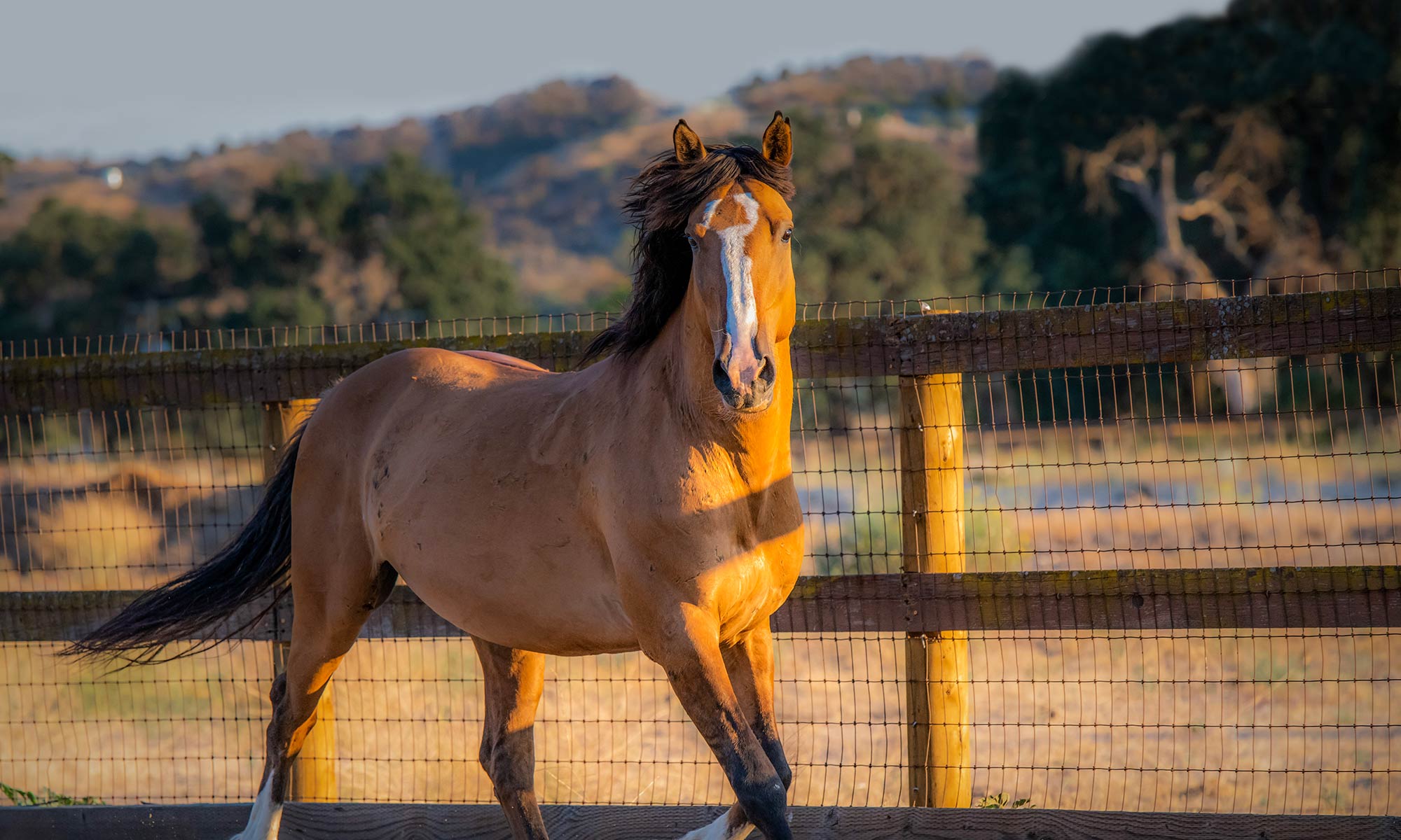 what is a mustang horse