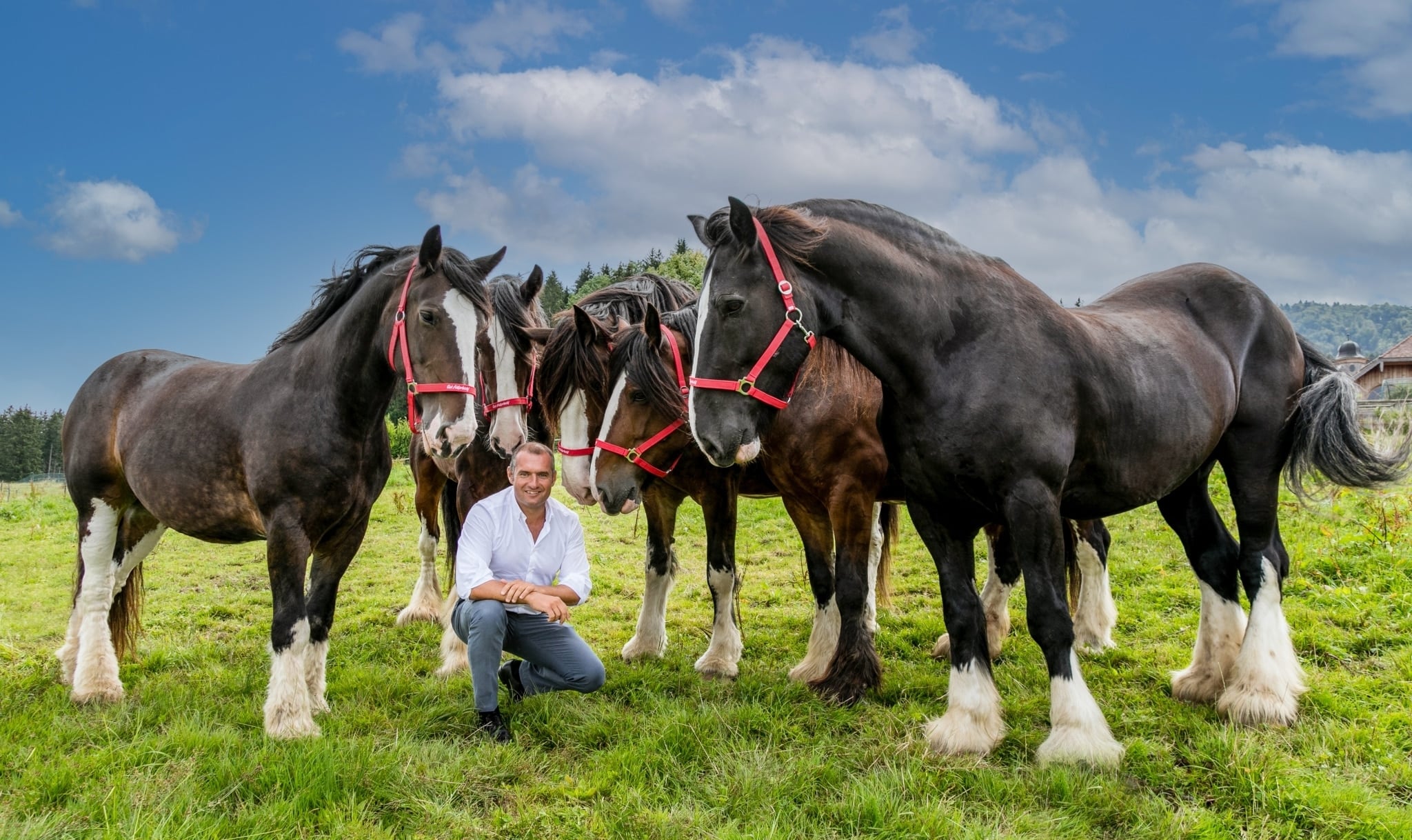 how much can a shire horse carry