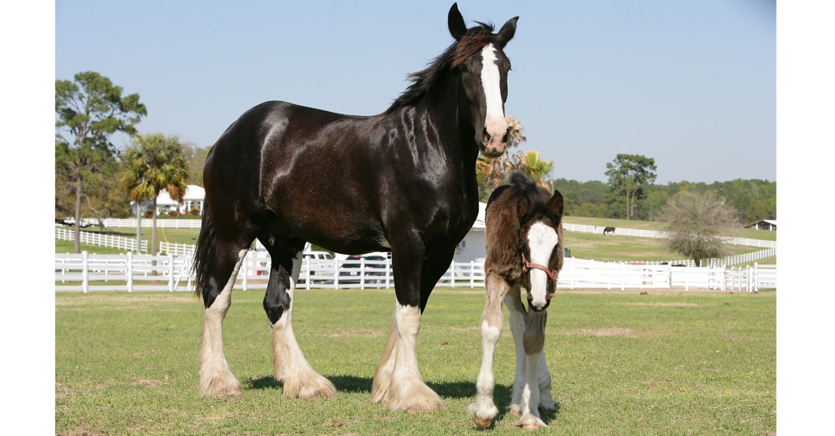 how much can a shire horse carry