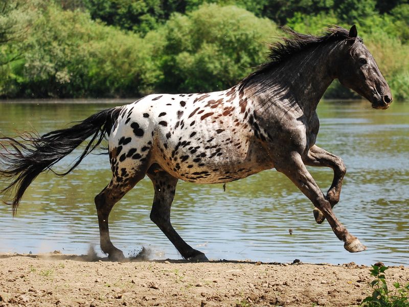 what do appaloosa horses eat