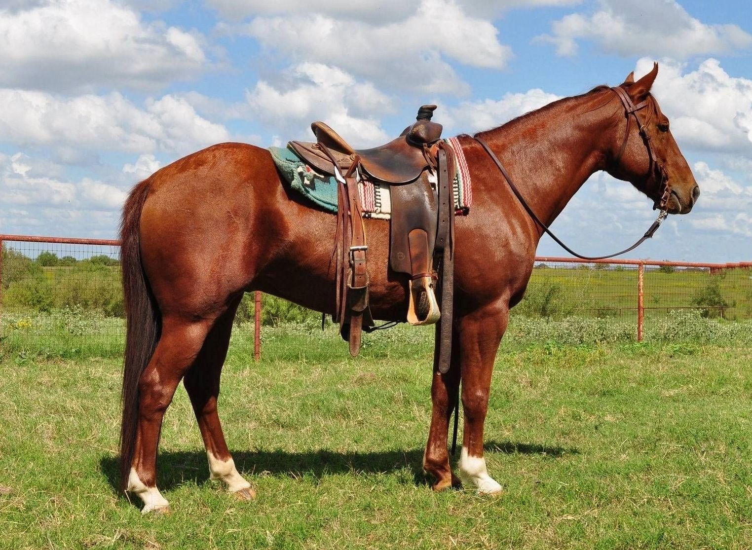 where is the saddle joint located