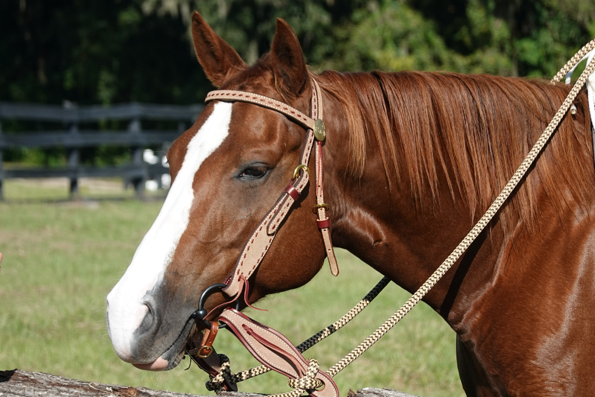 how to ride a horse without reins
