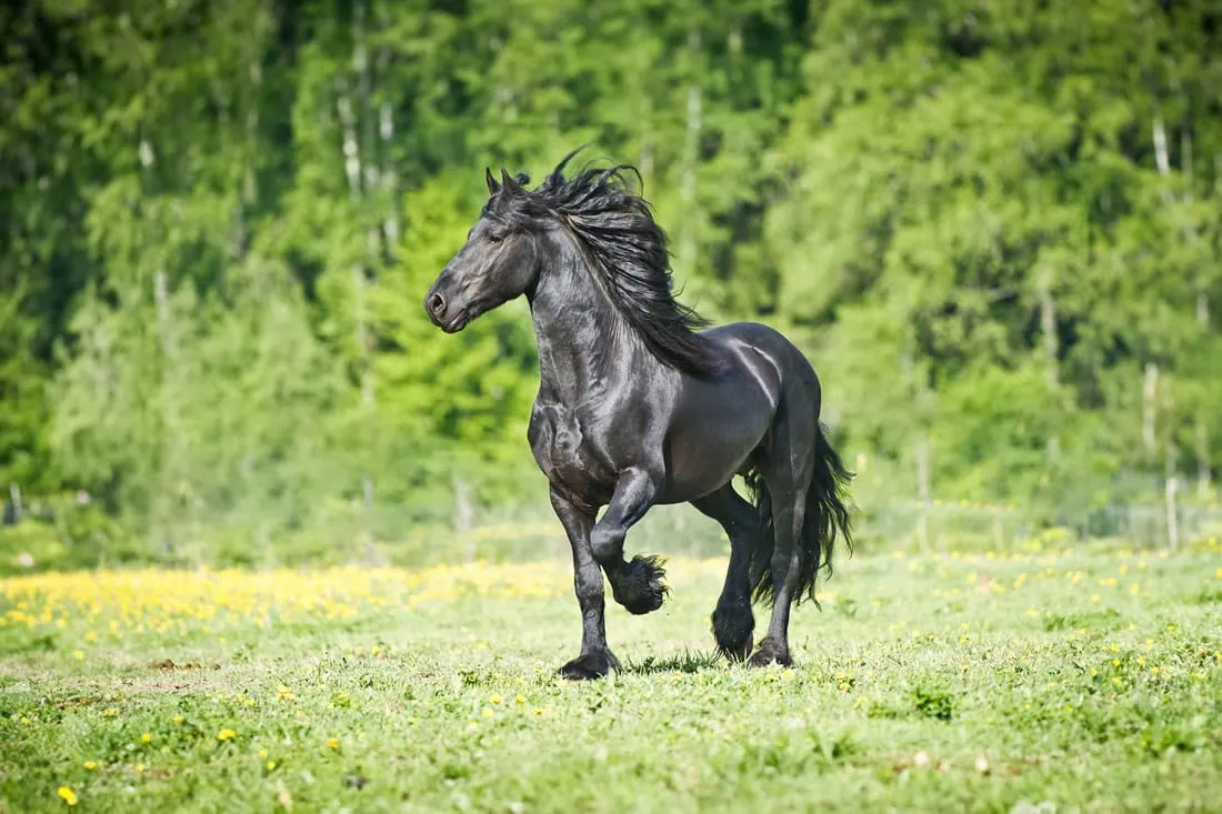 what is a friesian horse