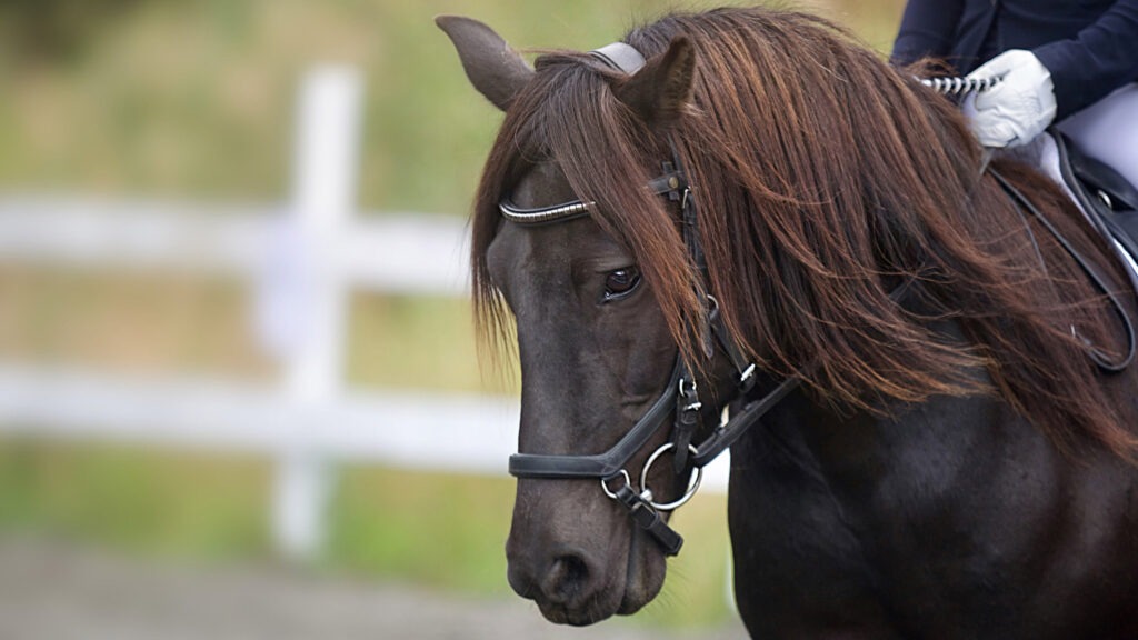 how to bridle a horse