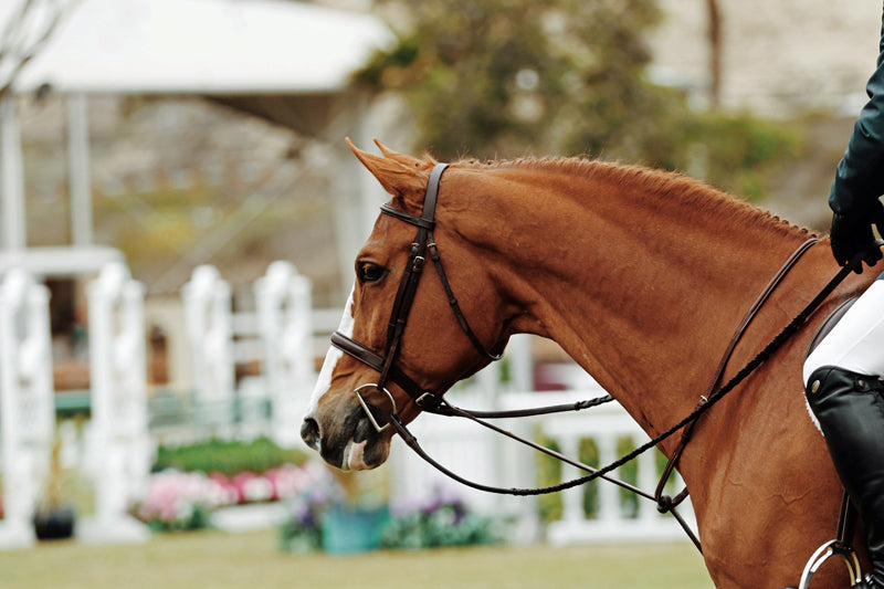 what is a horse bridle