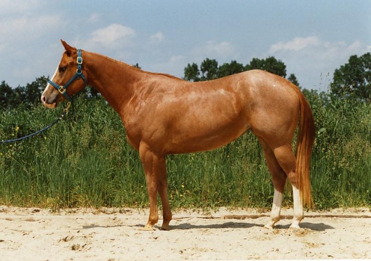 how to get rust off a horse bit