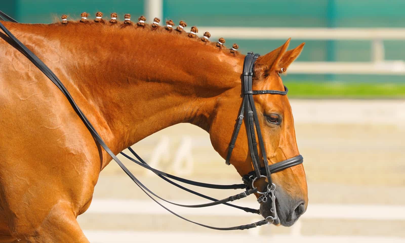 how to stop a horse from running through the bit