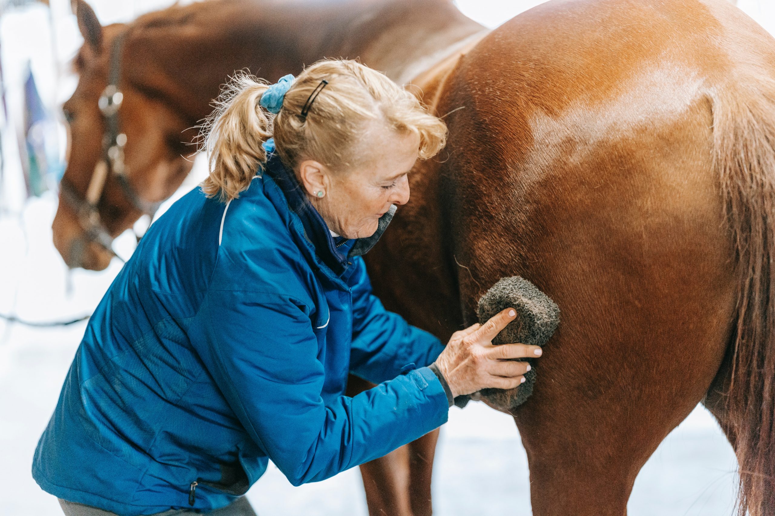 how to take care of a horse