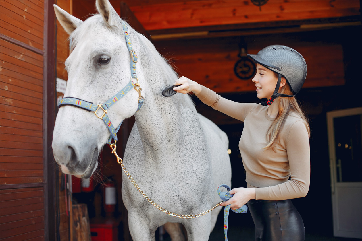 how to give a horse a pill