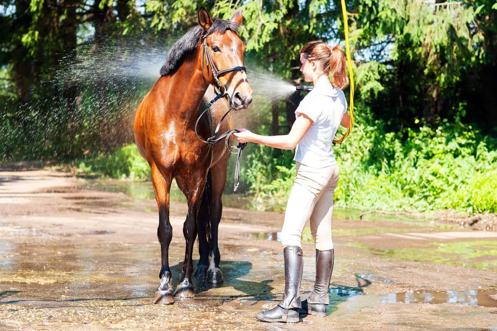 how to care for a horse for beginners