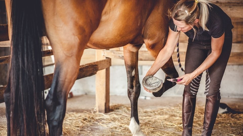 how thick is a horse hoof