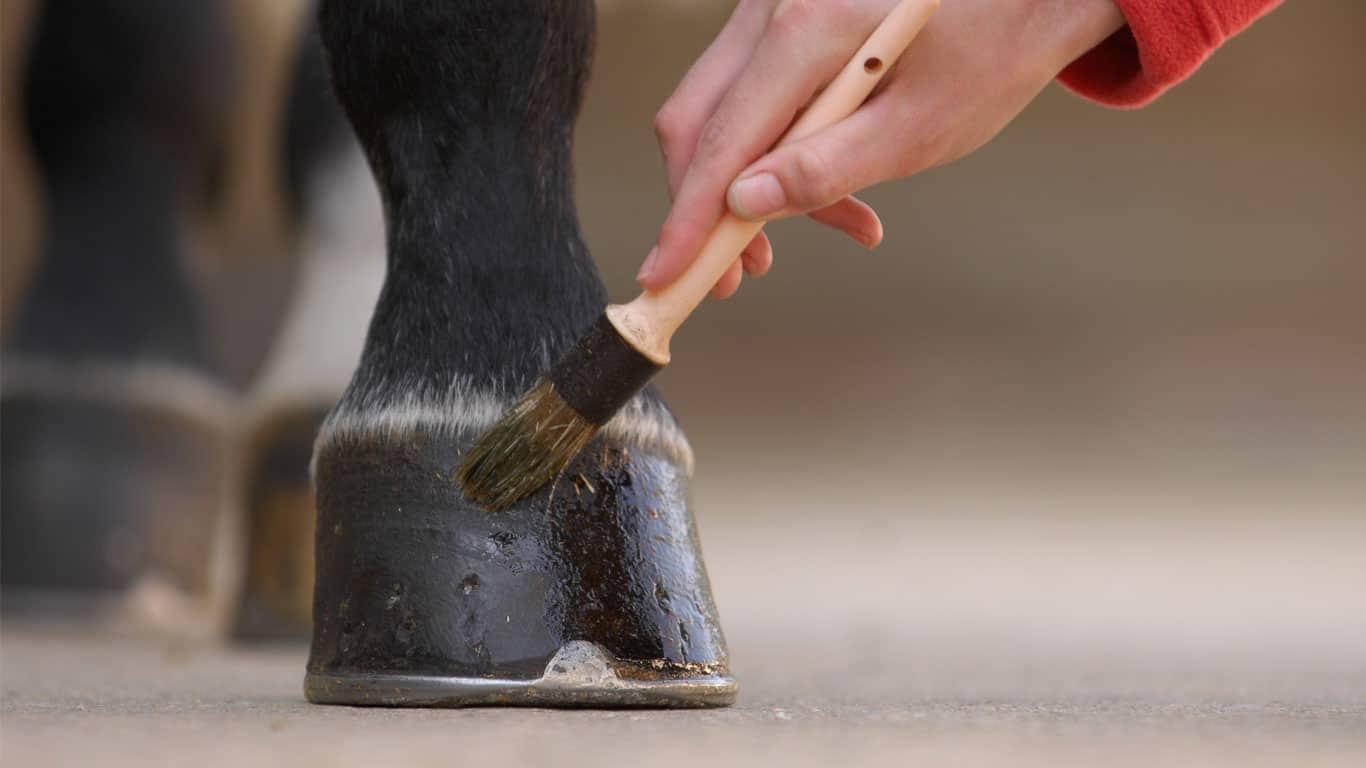 how to treat a cut on a horse hoof