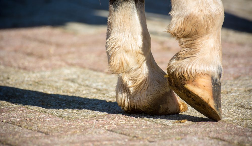 what is the white line on a horse hoof