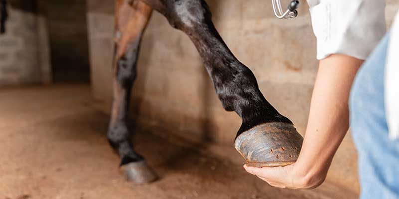how to treat cracked hoof on horse