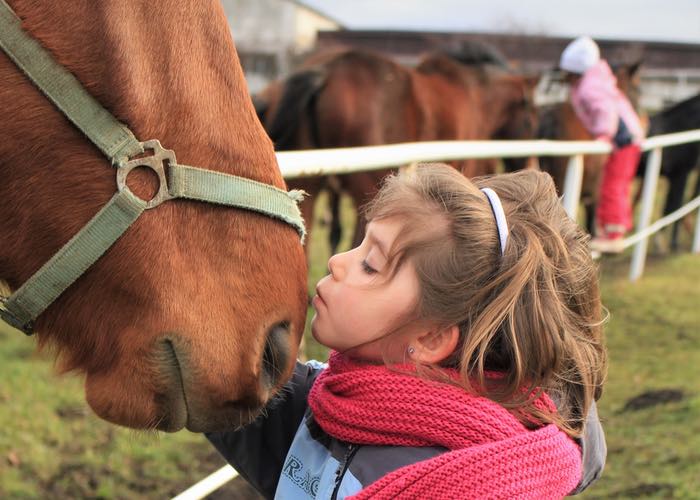 how often to feed horses