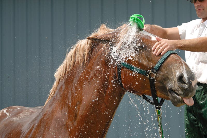How to Dilute Horse Shampoo Correctly: A Complete Guide