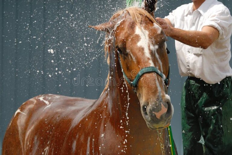 Horse & Care