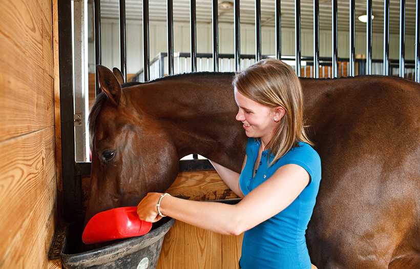 garlic for horses