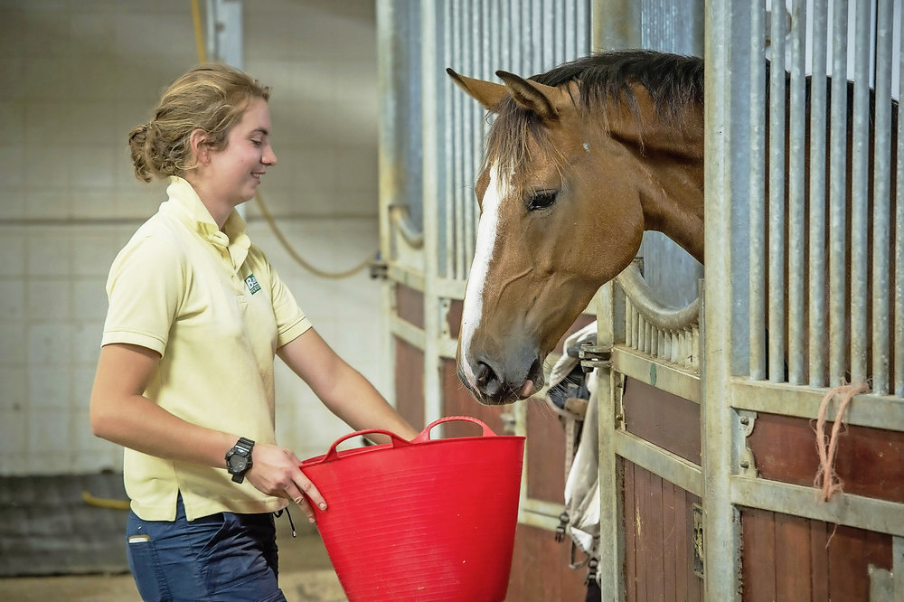 Feeding Foals Schedule: Best Practices for Growth and Health