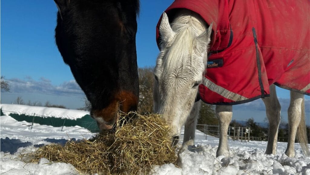 affordable horse feed