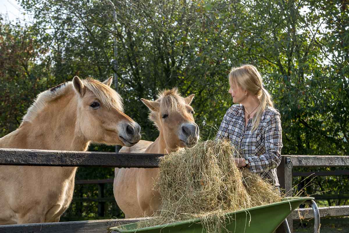 feeding foals schedule