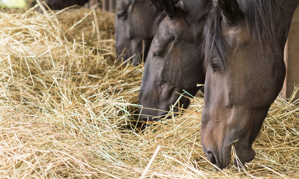 protein requirements for horses
