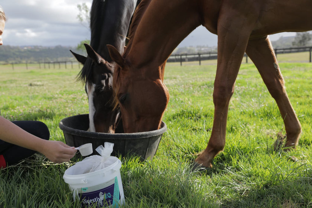 feeding schedule for senior horses