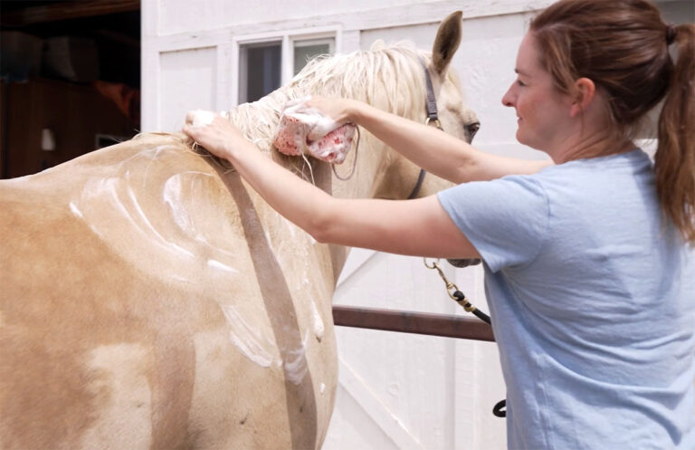How to Shampoo a Horse’s Mane and Tail: A Detailed Guide