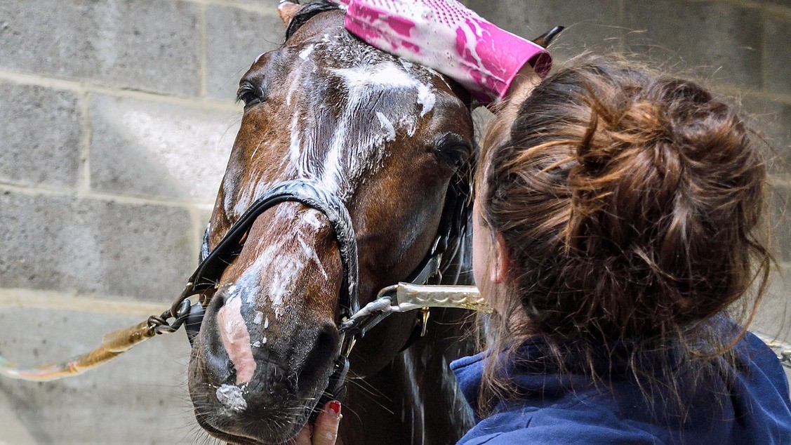 How to treat horse dandruff with shampoo