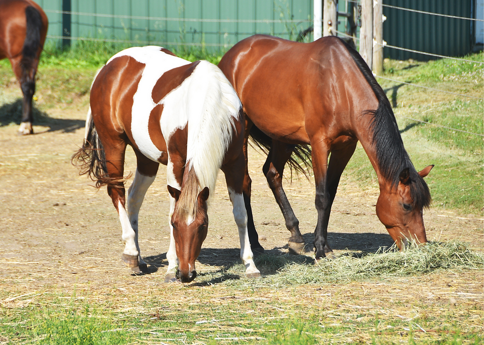 feeding horses with metabolic issues