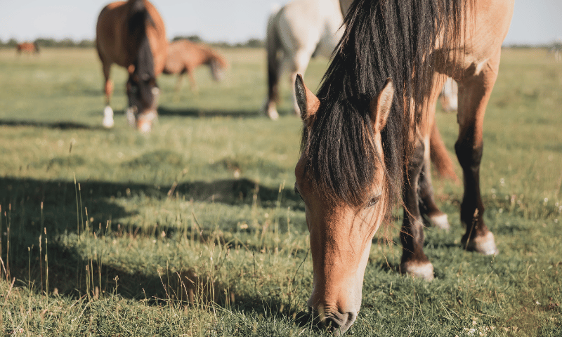feeding horses with metabolic issues