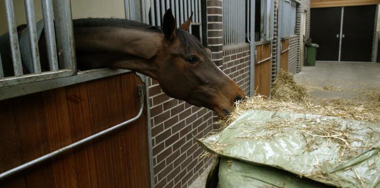 custom horse feed blends