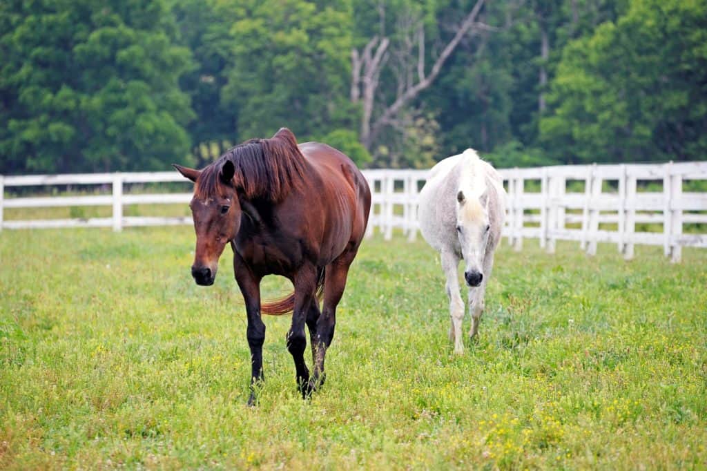Custom Horse Feed Blends: What You Need to Know
