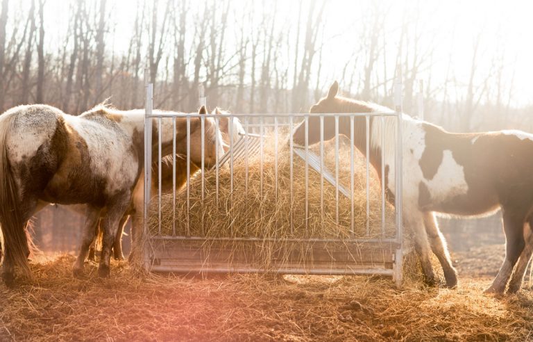 magnesium for horses