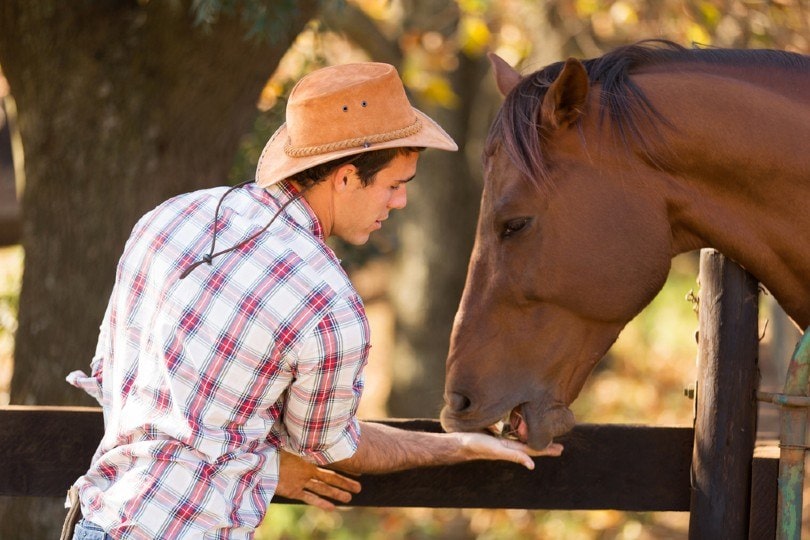 garlic for horses