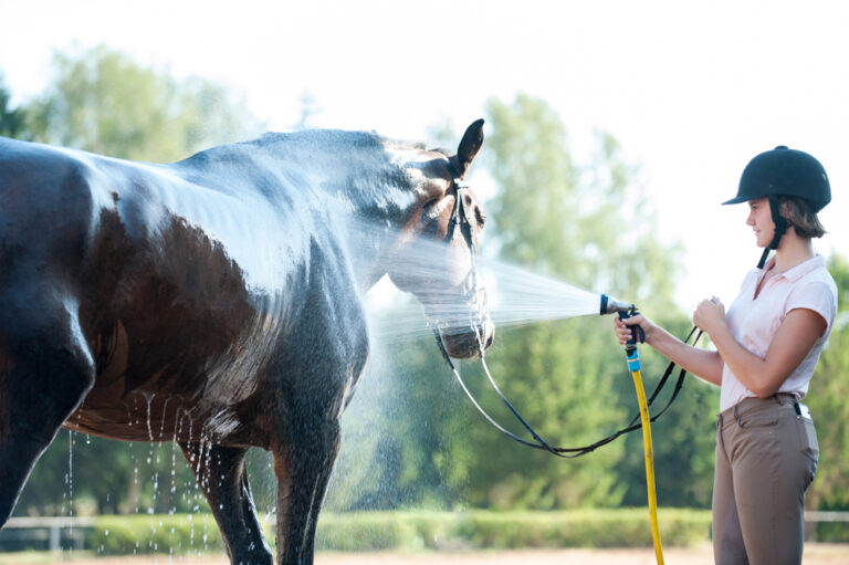 Horse & Care