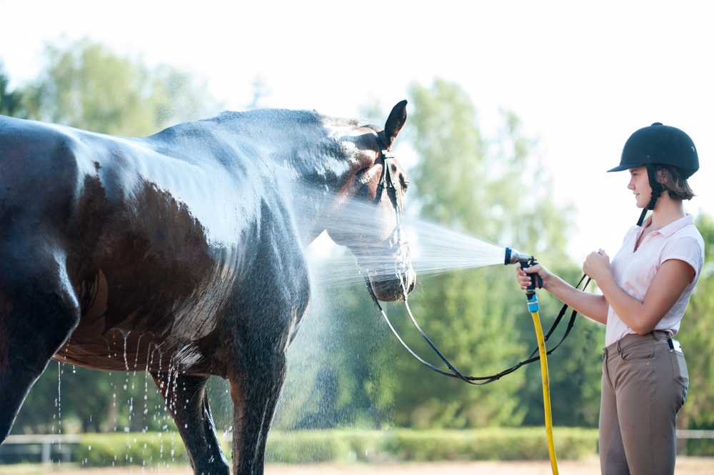 Best shampoo for horses with sensitive skin