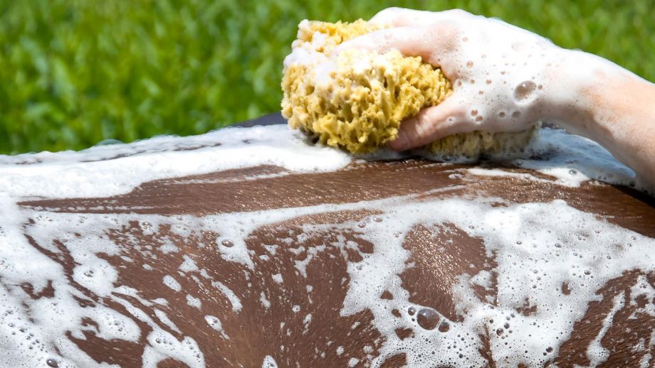 How to rinse a horse after shampooing
