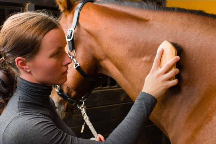 How to rinse a horse after shampooing