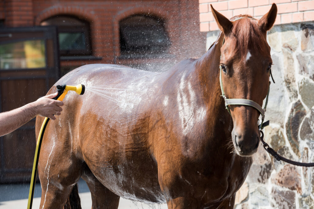 Horse shampoos for summer use