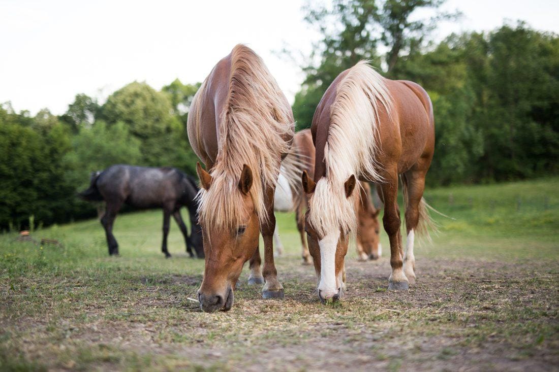 equine vitamin requirements