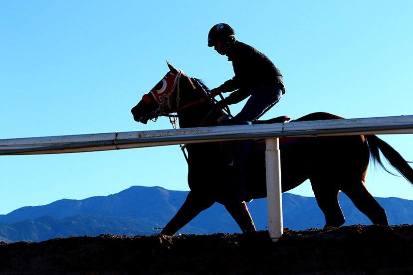 horse groundwork exercises